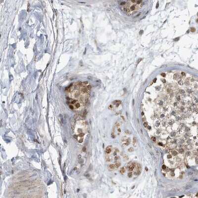 Immunohistochemistry-Paraffin: KIF15 Antibody [NBP1-83252] - Staining of human testis shows moderate cytoplasmic positivity in Leydig cells.