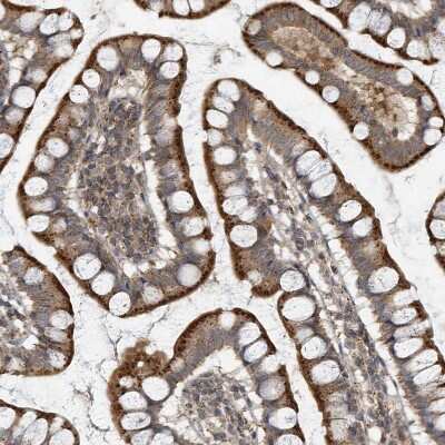 Immunohistochemistry-Paraffin: KIF15 Antibody [NBP1-83252] - Staining of human small intestine shows moderate to strong cytoplasmic positivity in glandular cells.