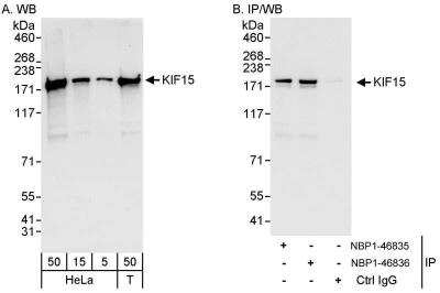 Western Blot: KIF15 Antibody [NBP1-46836] - Samples:  Whole cell lysate from HeLa (5, 15 and 50 ug for WB; 1 mg for IP, 20% of IP loaded) and 293T (T; 50 ug) cells.  Antibodies: Affinity purified rabbit anti-KIF15 antibody NBP1-46836 used for WB at 0.04 ug/ml (A) and 0.4 ug/ml (B) and used for IP at 3 ug/mg lysate.  KIF15 was also immunoprecipitated by rabbit anti-KIF15 antibody NBP1-46835, which recognizes an upstream epitope.  Detection: Chemiluminescence with exposure times of 10 seconds (A) and 3 seconds (B).