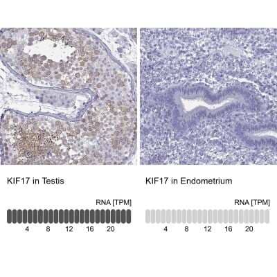 Immunohistochemistry-Paraffin: KIF17 Antibody [NBP1-81409] - Staining in human testis and endometrium tissues using anti-KIF17 antibody. Corresponding KIF17 RNA-seq data are presented for the same tissues.