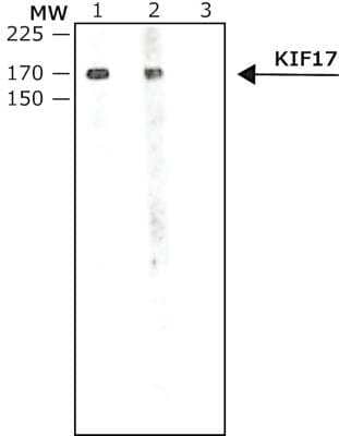 Western Blot: KIF17 Antibody [NB600-1319] - Mouse brain S1 extract were separated on SDS-PAGE and probed with Anti-KIF17 antibody produced in Rabbit. The antibody was developed using 1:10,000 Anti-Rabbit IgG (whole molecule)-Peroxidase antibody produced in Goat.Lanes:1. 1:1,000 antibody2. 1:2,000 antibody3. Negative Control