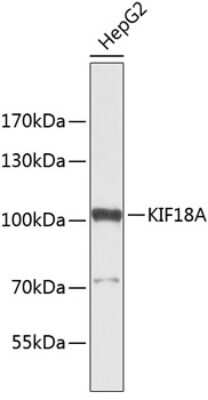 Western Blot: KIF18A Antibody [NBP3-04134] - Analysis of extracts of HepG2 cells, using KIF18A antibody . Secondary antibody: HRP Goat Anti-Rabbit IgG (H+L) at 1:10000 dilution. Lysates/proteins: 25ug per lane. Blocking buffer: 3% nonfat dry milk in TBST.