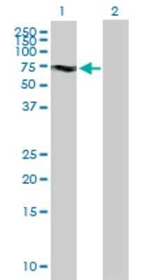 Western Blot: KIF19 Antibody [H00124602-B01P] - Analysis of KIF19 expression in transfected 293T cell line by KIF19 polyclonal antibody.  Lane 1: KIF19 transfected lysate(60.28 KDa). Lane 2: Non-transfected lysate.