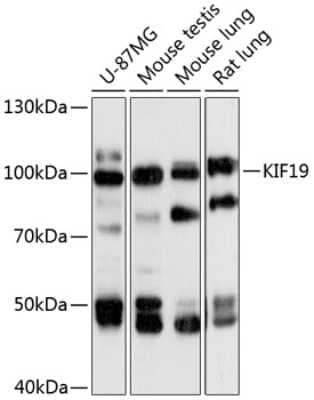 Western Blot KIF19 Antibody - Azide and BSA Free