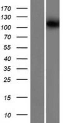 Western Blot: KIF19 Overexpression Lysate (Adult Normal) [NBP2-05273] Left-Empty vector transfected control cell lysate (HEK293 cell lysate); Right -Over-expression Lysate for KIF19.