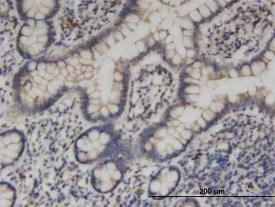 Immunohistochemistry-Paraffin KIF1C Antibody (1F12) - Azide and BSA Free