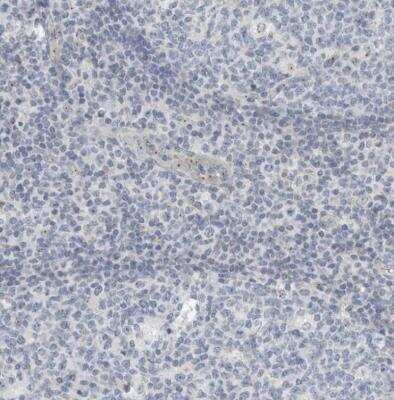 Immunohistochemistry-Paraffin KIF1C Antibody