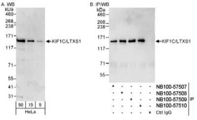 Immunoprecipitation: KIF1C Antibody [NB100-57507] - Detection of Human KIF1C/LTXS1 on HeLa whole cell lysate using NB100-57507. KIF1C/LTXS1 was also IPed by rabbit anti-KIF1C/LTXS1 antibodies NB100-57508, NB100-57509 and NB100-57510.