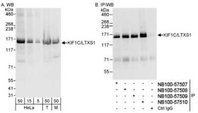 Immunoprecipitation: KIF1C Antibody [NB100-57510] - Detection of Human and Mouse KIF1C/LTXS1 on HeLa whole cell lysate using NB100-57510. KIF1C/LTXS1 was also IPed by rabbit anti-KIF1C/LTXS1 antibodies NB100-57507, NB100-57508 and NB100-57509.