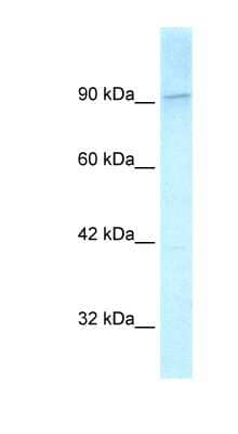 Western Blot: KIF1C Antibody [NBP1-58137] - Hela cell lysate, concentration 2.5 ug/ml.