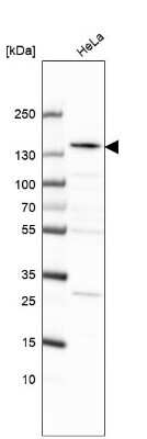 Western Blot: KIF1C Antibody [NBP1-85978] - Analysis in human cell line HeLa.