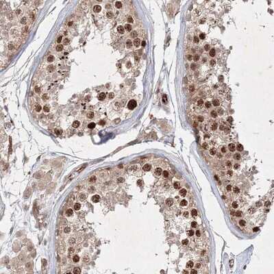 Immunohistochemistry-Paraffin: KIF20A Antibody [NBP1-87175] - Staining of human testis shows strong nuclear positivity in cells of seminiferus ducts.