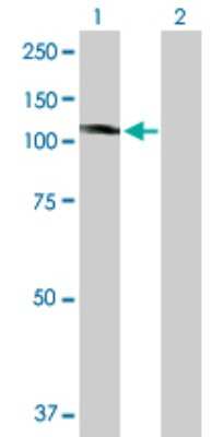 Western Blot: KIF20A Antibody [H00010112-B01P] - Analysis of KIF20A expression in transfected 293T cell line by KIF20A polyclonal antibody.  Lane 1: KIF20A transfected lysate(97.9 KDa). Lane 2: Non-transfected lysate.