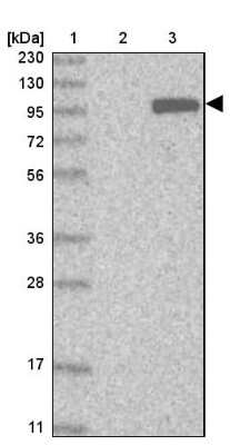 Western Blot: KIF20A Antibody [NBP1-87175] - Lane 1: Marker  [kDa] 230, 130, 95, 72, 56, 36, 28, 17, 11.  Lane 2: Human cell line RT-4.  Lane 3: Human cell line U-251MG sp