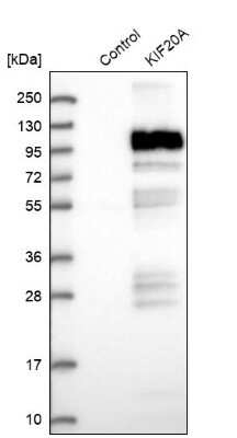 <b>Genetic Strategies Validation. </b>Western Blot: KIF20A Antibody [NBP1-87176] - Analysis in control (vector only transfected HEK293T lysate) and KIF20A over-expression lysate (Co-expressed with a C-terminal myc-DDK tag (3.1 kDa) in mammalian HEK293T cells).