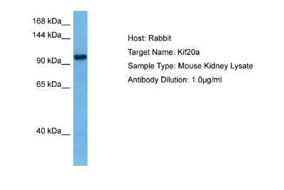 Western Blot: KIF20A Antibody [NBP2-87688] - Host: Rabbit. Target Name: KIF20A. Sample Tissue: Mouse Kidney lysates. Antibody Dilution: 1ug/ml