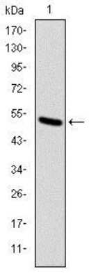 Western Blot: KIF22 Antibody (5F3) [NBP2-37552] - Western blot analysis using KID mAb against human KID (AA: 225-419) recombinant protein. (Expected MW is 47 kDa)