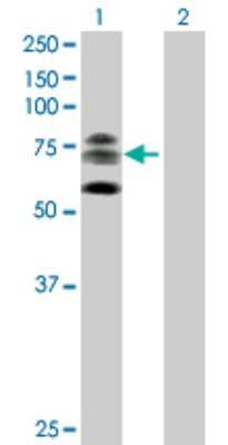 Western Blot: KIF22 Antibody [H00003835-B01P] - Analysis of KIF22 expression in transfected 293T cell line by KIF22 polyclonal antibody.  Lane 1: KIF22 transfected lysate(73.15 KDa). Lane 2: Non-transfected lysate.