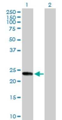 Western Blot: KIF26A Antibody [H00026153-D01P] - Analysis of KIF26A expression in transfected 293T cell line by KIF26A polyclonal antibody.Lane 1: KIF26A transfected lysate(22.50 KDa).Lane 2: Non-transfected lysate.