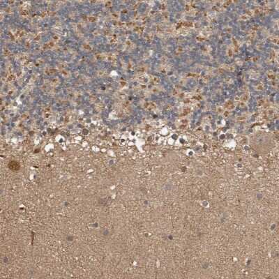 Immunohistochemistry-Paraffin: KIF26B Antibody [NBP1-90444] - Staining of human cerebellum shows moderate cytoplasmic positivity in Purkinje cells and cells in granular layer.