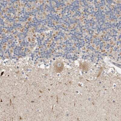 Immunohistochemistry-Paraffin: KIF26B Antibody [NBP1-90445] - Staining of human cerebellum shows moderate cytoplasmic positivity in Purkinje cells and cells in granular layer.