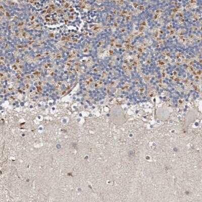 Immunohistochemistry-Paraffin: KIF26B Antibody [NBP1-90446] - Staining of human cerebellum shows moderate cytoplasmic positivity in cells in granular layer.