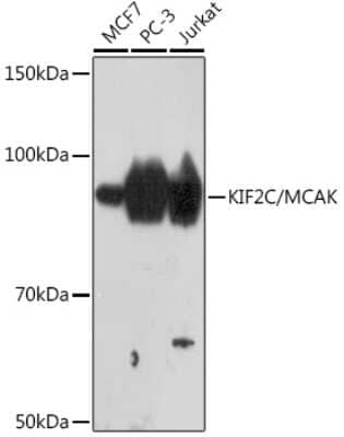 Western Blot: KIF2C Antibody (7V9D2) [NBP3-16764] - Western blot analysis of extracts of various cell lines, using KIF2C/KIF2C Rabbit mAb (NBP3-16764) at 1:1000 dilution. Secondary antibody: HRP Goat Anti-Rabbit IgG (H+L) at 1:10000 dilution. Lysates/proteins: 25ug per lane. Blocking buffer: 3% nonfat dry milk in TBST. Detection: ECL Basic Kit. Exposure time: 3min.