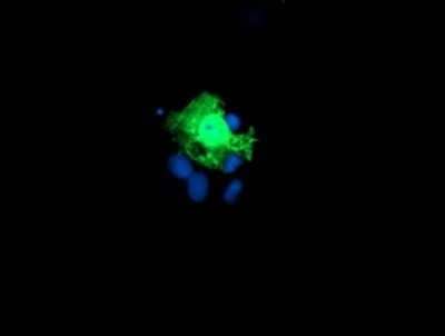 Immunocytochemistry/Immunofluorescence: KIF2C Antibody (OTI1C5) - Azide and BSA Free [NBP2-71667] - Staining of COS7 cells transiently transfected by pCMV6-ENTRY KIF2C .