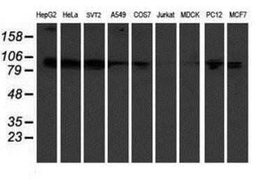 Western Blot: KIF2C Antibody (OTI1C5) - Azide and BSA Free [NBP2-71667] - Analysis of extracts (35ug) from 9 different cell lines by using anti-KIF2C monoclonal antibody.