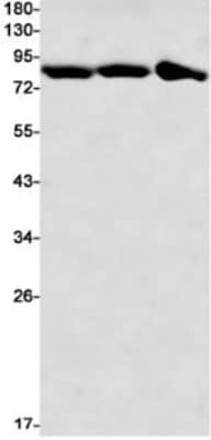 Western Blot: KIF2C Antibody (S06-2D7) [NBP3-19992] - Western blot detection of KIF2C in Hela (Lane 1), CHO-K1 (Lane 2), Ramos (Lane 3) cell lysates using NBP3-19992 (1:1000 diluted). Predicted band size: 81kDa. Observed band size: 81kDa.