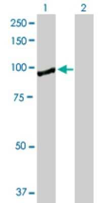 Western Blot: KIF2C Antibody [H00011004-D01P] - Analysis of KIF2C expression in transfected 293T cell line by KIF2C polyclonal antibody.Lane 1: KIF2C transfected lysate(81.30 KDa).Lane 2: Non-transfected lysate.
