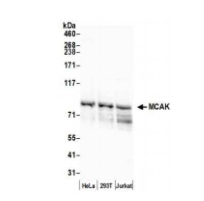 Western Blot: KIF2C Antibody [NB100-2588] - Whole cell lysate (50 ug) from HeLa, HEK293T, and Jurkat cells prepared using NETN lysis buffer. Antibody: Affinity purified rabbit anti-MCAK antibody used for WB at 0.1 ug/ml. Detection: Chemiluminescence with an exposure time of 30 seconds..