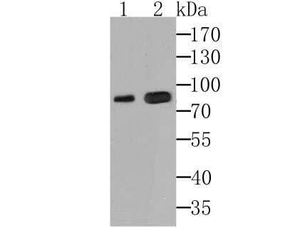 Western Blot: KIF3A Antibody [NBP2-76942] - Western blot analysis of KIF3A on rat testis tissue (1) and Daudi cell (2) lysates using anti-KIF3A antibody at 1/500 dilution.