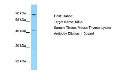 Western Blot: KIF3B Antibody [NBP2-82236] - Host: Rabbit. Target Name: Kif3b. Sample Type: Mouse Thymus lysates. Antibody Dilution: 1.0ug/ml