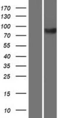 Western Blot KIF3B Overexpression Lysate