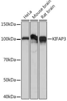 Western Blot KIFAP3 Antibody (1S7J7)