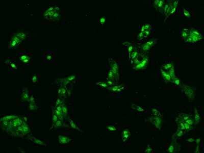 Immunocytochemistry/Immunofluorescence: KIFAP3 Antibody [NBP2-97496] - Immunofluorescence staining of KIFAP3 in HepG2 cells. Cells were fixed with 4% PFA, permeabilzed with 0.1% Triton X-100 in PBS, blocked with 10% serum, and incubated with rabbit anti-Human KIFAP3 polyclonal antibody (dilution ratio 1:200) at 4C overnight. Then cells were stained with the Alexa Fluor(R)488-conjugated Goat Anti-rabbit IgG secondary antibody (green). Positive staining was localized to Nucleus and Cytoplasm.