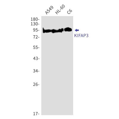 Western Blot: KIFAP3 Antibody (S03-6C6) [NBP3-19882] - Western blot detection of KIFAP3 in A549, HL-60, C6 cell lysates using NBP3-19882 (1:1000 diluted). Predicted band size: 91kDa. Observed band size: 91kDa.