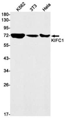 Western Blot: KIFC1 Antibody (S03-3E4) [NBP3-15052] - Western blot detection of KIFC1 in K562, 3T3, Hela cell lysates using KIFC1 Rabbit mAb (1:1000 diluted). Predicted band size: 74kDa. Observed band size: 74kDa.