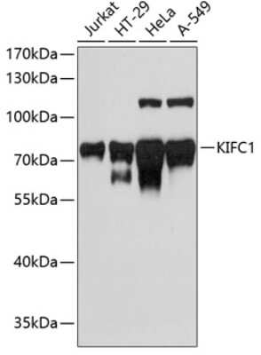 Western Blot: KIFC1 Antibody [NBP3-04585] - Analysis of extracts of various cell lines, using KIFC1 antibody at 1:3000 dilution. Secondary antibody: HRP Goat Anti-Rabbit IgG (H+L) at 1:10000 dilution. Lysates/proteins: 25ug per lane. Blocking buffer: 3% nonfat dry milk in TBST. Detection: ECL Basic Kit.
