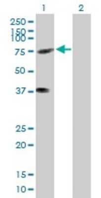 Western Blot KIFC3 Antibody