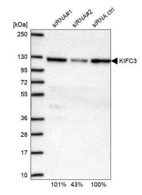 Western Blot KIFC3 Antibody