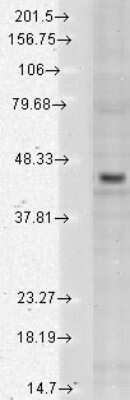 Western Blot: KIR2.3 Antibody (S25-35) [NBP2-12902] - analysis of Human Cell lysates showing detection of Kir2.3 Potassium Channel protein using Mouse Anti-Kir2.3 Potassium Channel Monoclonal Antibody, Clone S25-35 . Load: 15 ug protein. Block: 1.5% BSA for 30 minutes at RT. Primary Antibody: Mouse Anti-Kir2.3 Potassium Channel Monoclonal Antibody at 1:1000 for 2 hours at RT. Secondary Antibody: Sheep Anti-Mouse IgG: HRP for 1 hour at RT.