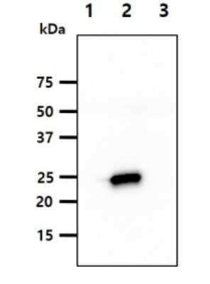 Western Blot KIR2DL3/CD158b2 Antibody (190IIC311) - BSA Free