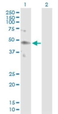 Western Blot: KIR2DL4/CD158d Antibody [H00003805-D01P] - Analysis of KIR2DL4 expression in transfected 293T cell line by KIR2DL4 polyclonal antibody.Lane 1: KIR2DL4 transfected lysate(41.50 KDa).Lane 2: Non-transfected lysate.