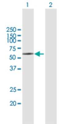 Western Blot: KIR2DL5/CD158f Antibody [H00057292-B01P] - Analysis of KIR2DL5A expression in transfected 293T cell line by KIR2DL5A polyclonal antibody.  Lane 1: KIR2DL5A transfected lysate(41.25 KDa). Lane 2: Non-transfected lysate.