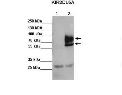 Western Blot: KIR2DL5/CD158f Antibody [NBP2-82265] - Sample Type: Lane 1: FALG IP'd FLAG-KIR2DL4 transfected NK92 cells Lane 2: FALG IP'd FLAG-KIR2DL5 transfected NK92 cells Primary Antibody Dilution:  1:500 Secondary Antibody: Anti-rabbit-HRP Secondary Antibody Dilution:  1:10,000 Color/Signal Descriptions