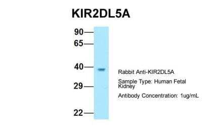 Western Blot KIR2DL5/CD158f Antibody - BSA Free