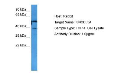 Western Blot KIR2DL5/CD158f Antibody - BSA Free