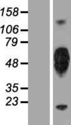 Western Blot KIR2DL5/CD158f Overexpression Lysate